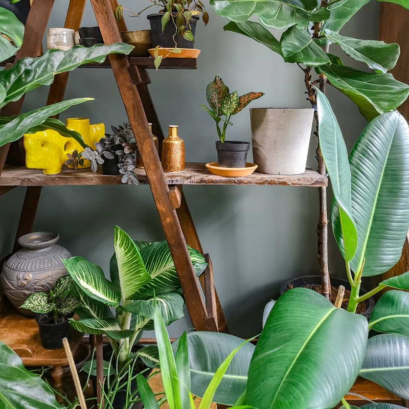 Discover which Instagram accounts to follow with our Top Houseplant Instagram Accounts list. Learn more about caring for your houseplants.