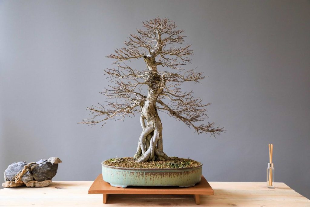 diy bonsai tree DIY Bonsai Kit main image 1