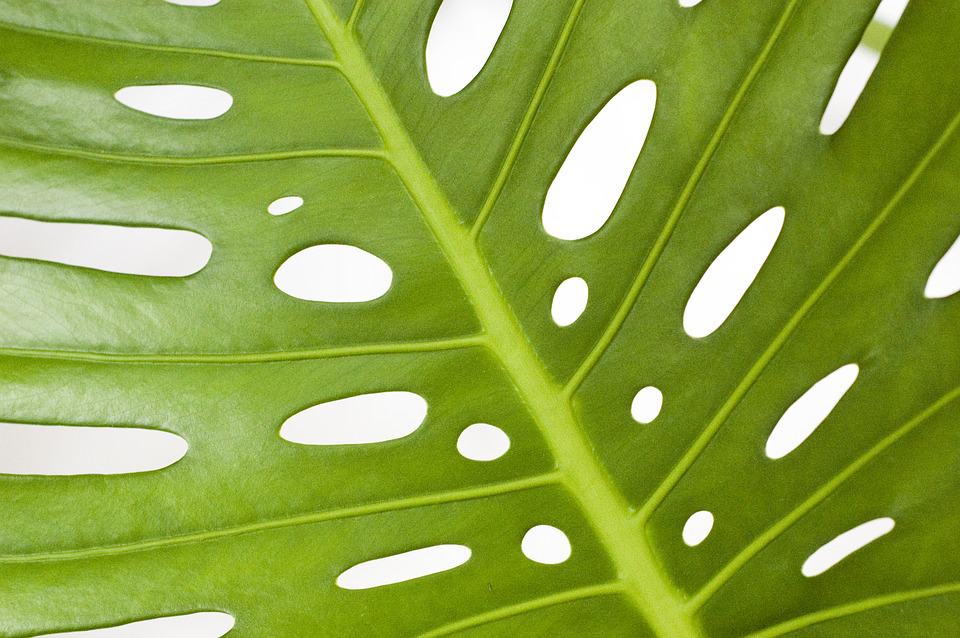4 Signs Your Monstera Is Over-Watered  Houseplant Resource Center