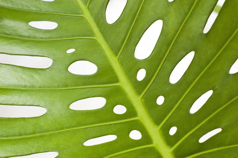 4 Signs Your Monstera is Overwatered - Monstera Resource Center