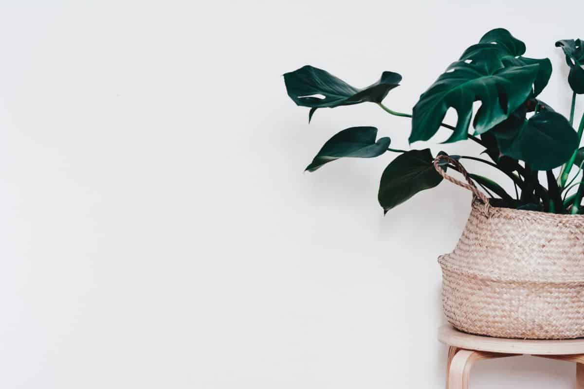 A Houseplant Icon: History of Monstera  Houseplant Resource Center