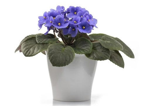 African Violet Fertilizer: How to Grow a Healthy Plant
