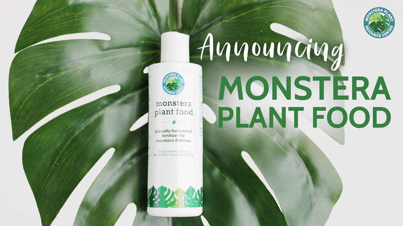 Perfect Fertilizer for Monsteras