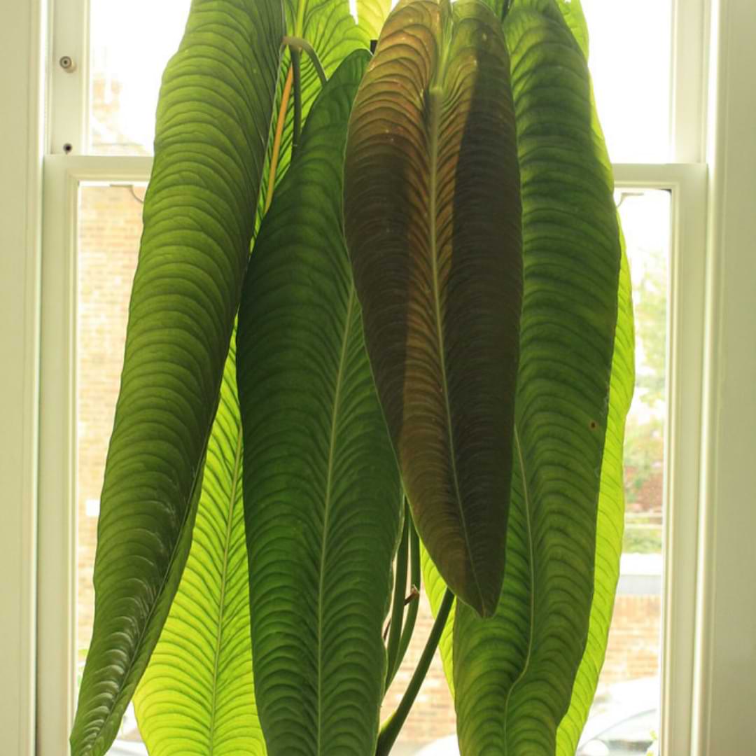 Anthurium Veitchii Plant Care | King Anthurium  Houseplant Resource  Center