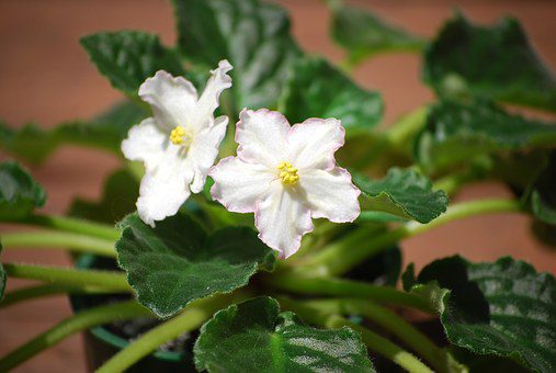 3 Steps to Mastering the Art of African Violet Care