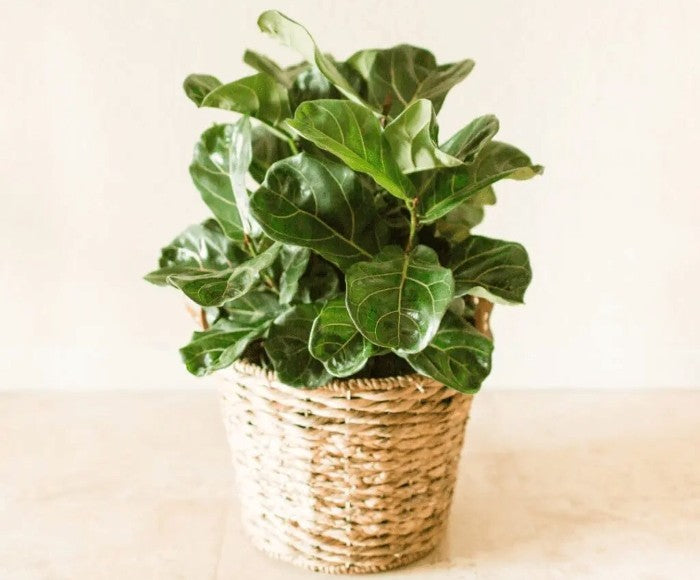 Fiddle Leaf Fig Care for Beginners: The First Month