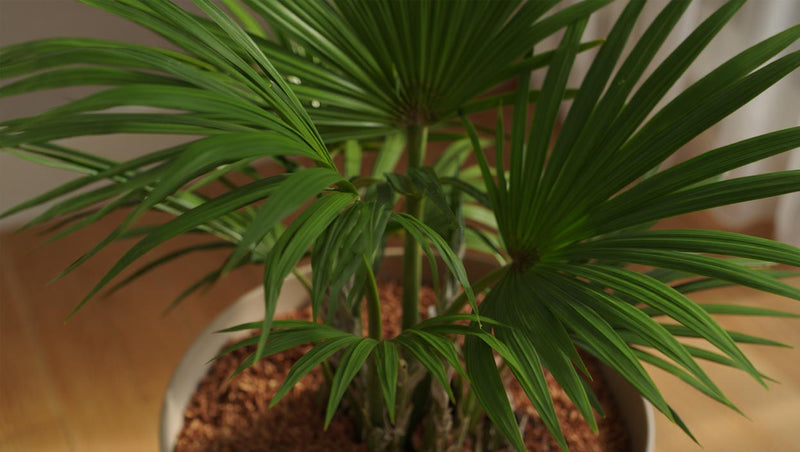 Bring the Tropics Inside