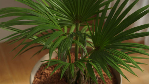 Bring the Tropics Inside