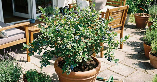 Container Blueberry Growing: My Thriving Pot Method