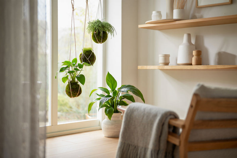 Craft Your Own Kokedama: A Stylish Plant Art
