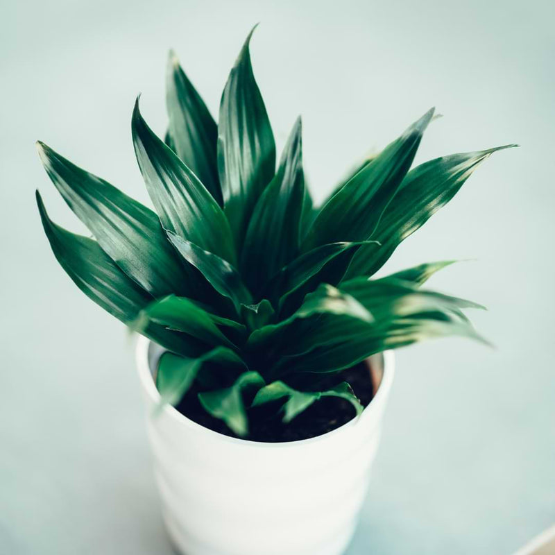 Dracaena Compacta Plant Care & Grow Guide
