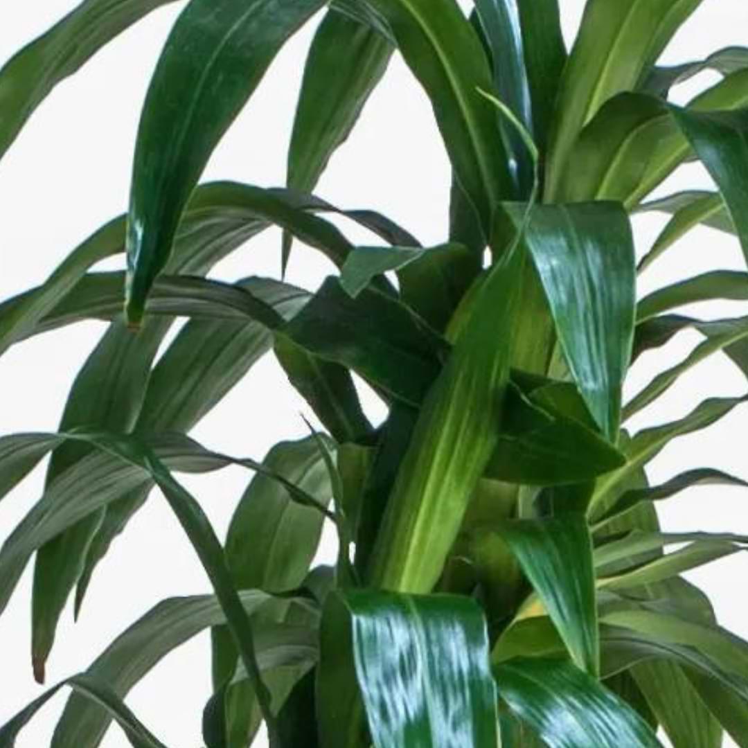 Dracaena Lisa Care & Growing Guide | Houseplant Resource Center