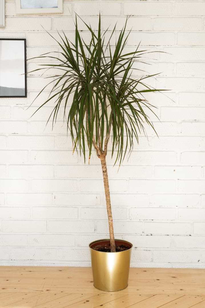 efeutute standort Efeutute | Epipremnum main image 0