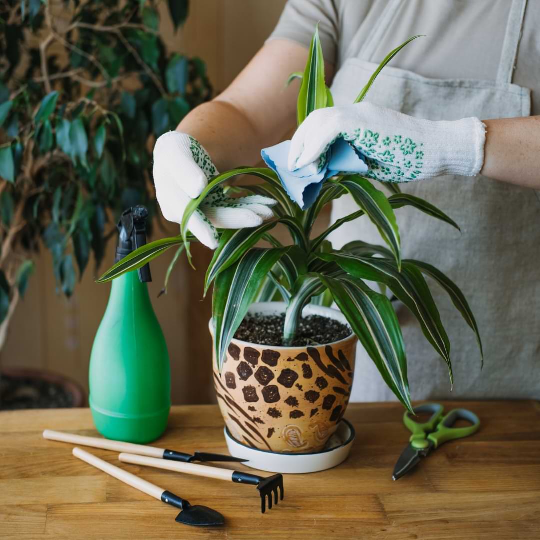 Easy Ways to Propagate Dracaena Houseplants | HRC  Houseplant Resource  Center