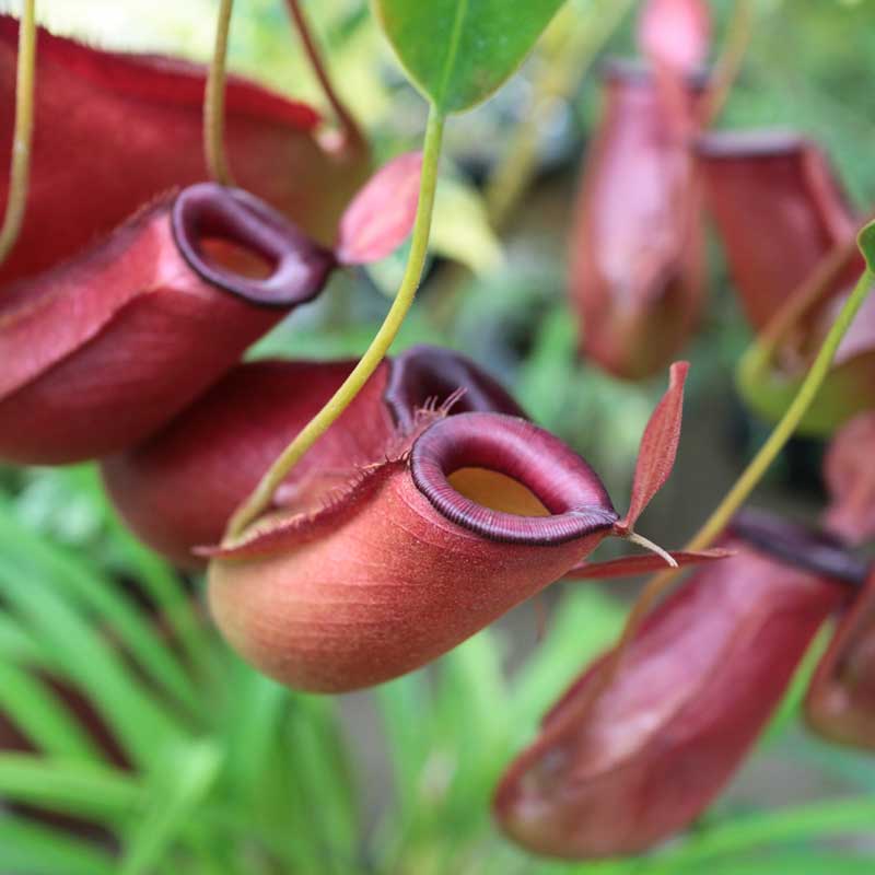 Easy Care Tips for Indoor Nepenthes Plants