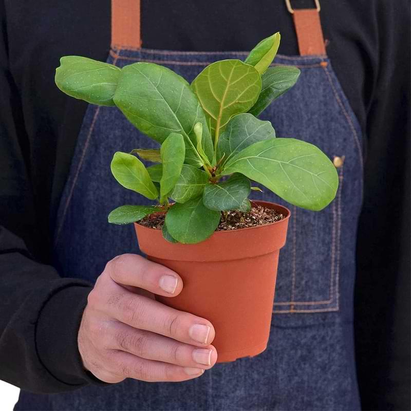 Ikea's Incredible New Video Proves Words Can Hurt Plants (Watch Now)   Houseplant Resource Center