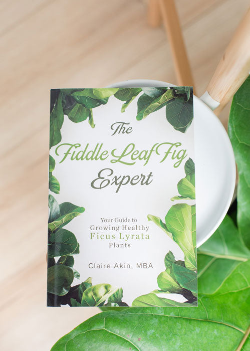 The Fiddle Leaf Fig Expert: Review by Invincible Happy Houseplants