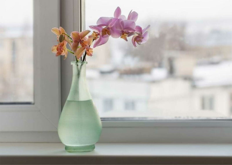 Gifting an Orchid? Check Out This Complete Guide to Orchid Colors First