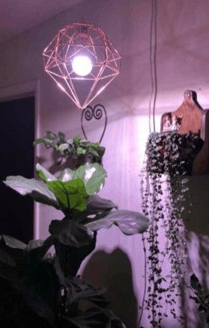 The Best Grow Lights for Your Fiddle Leaf Fig