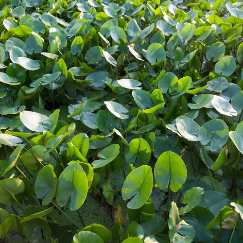 Can you grow Arrowhead plants in water? Join us as we uncover the benefits, drawbacks, and secrets behind this intriguing method.