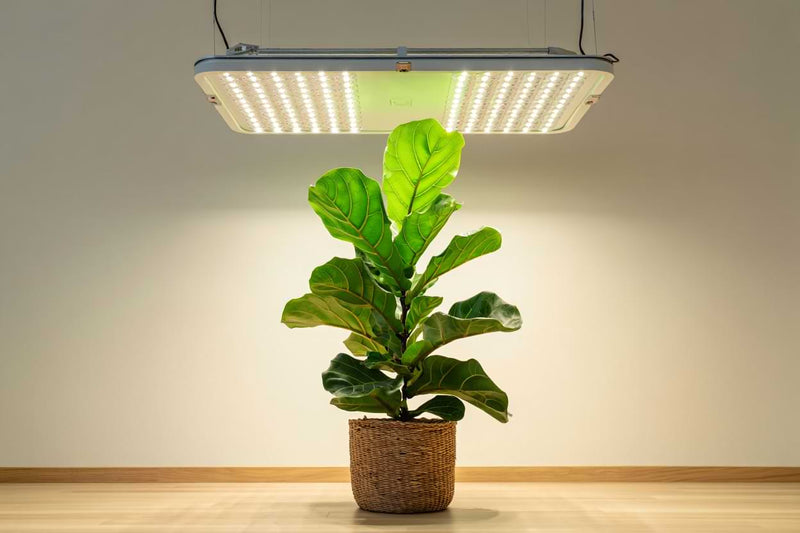 Grow Lights for FLF