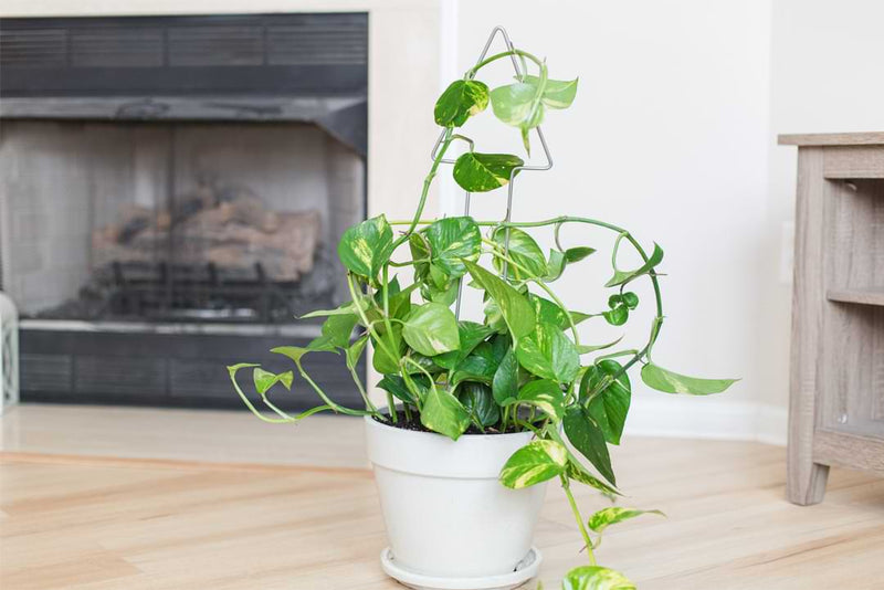 Fiddle Leaf Fig Plant Resource