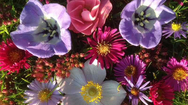 The Top 10 Secrets for Becoming a Houseplant Whisperer