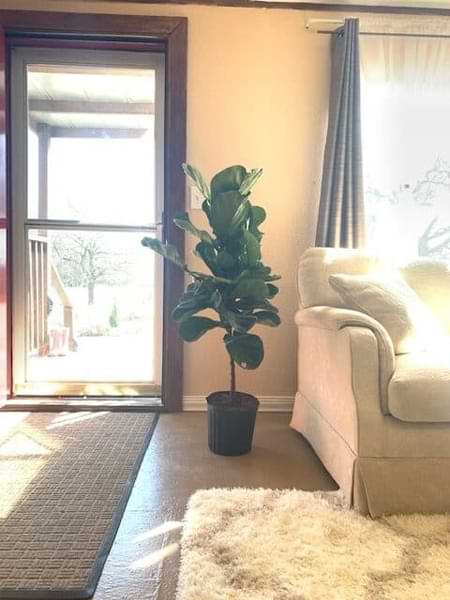 How to Separate Fiddle Leaf Fig Trees