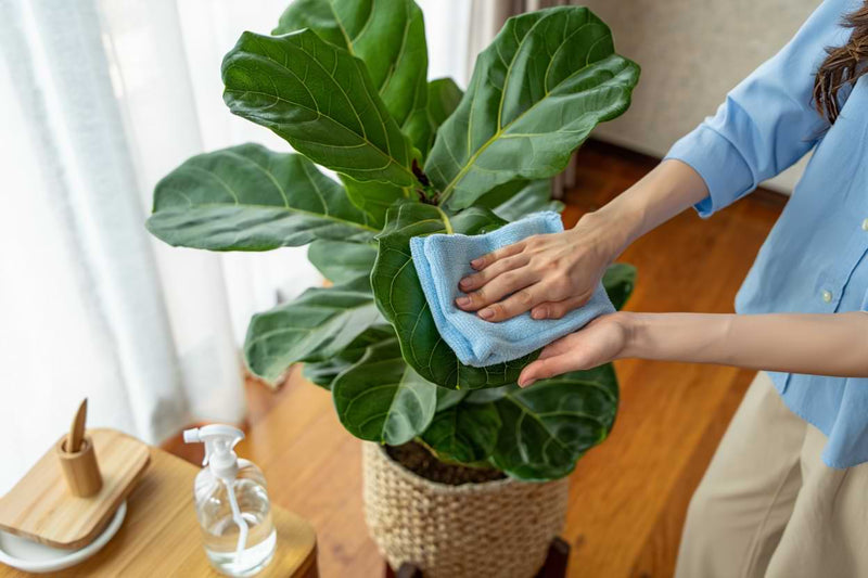 How to Clean Your Fiddle Leaf Fig Leaves