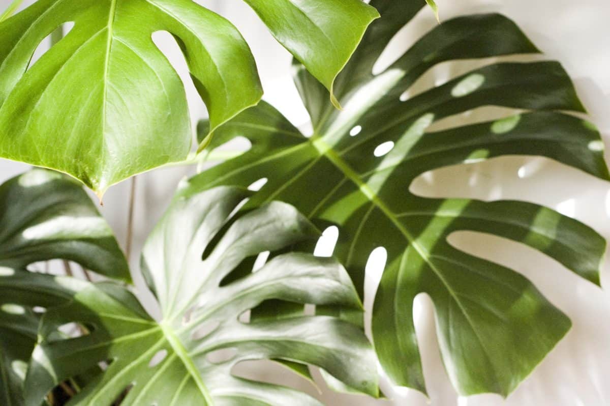 How to Make an Easy DIY Moss Pole for Your Monstera  Houseplant Resource  Center