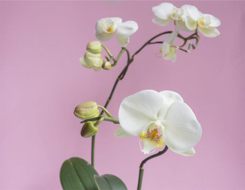 10 Easy-to-Grow Orchid Types for Your Indoor Garden