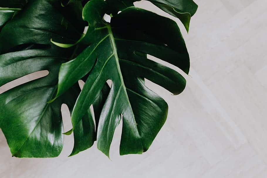 goeldii philodendron Philodendron 'Goeldii' | Indoor Plant | Tropical Plant | Potted Plant main image 0