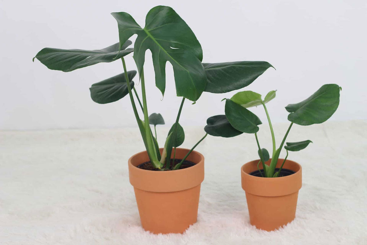 How to Water a Monstera: The Ultimate Guide  Houseplant Resource Center