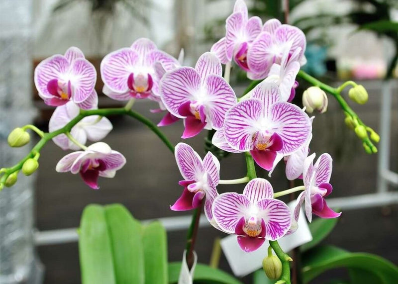 The Top 8 Reasons Why Your Orchid Isn’t Blooming