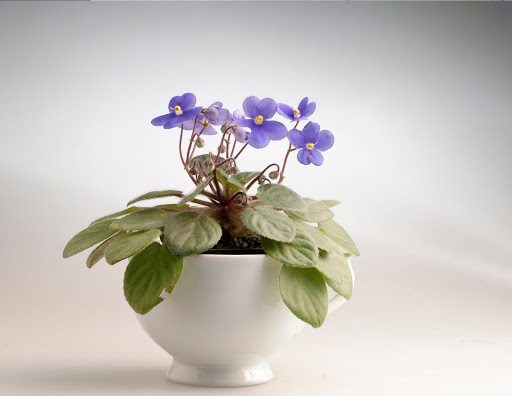 The 3 Features of a Perfect African Violet Pot (Plus a Bonus Growing T   Houseplant Resource Center