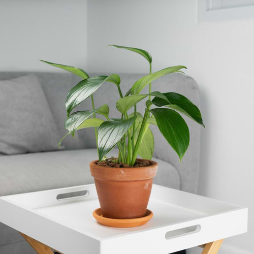 The Ultimate Guide to Philodendron Plants: Everything You Need to Know