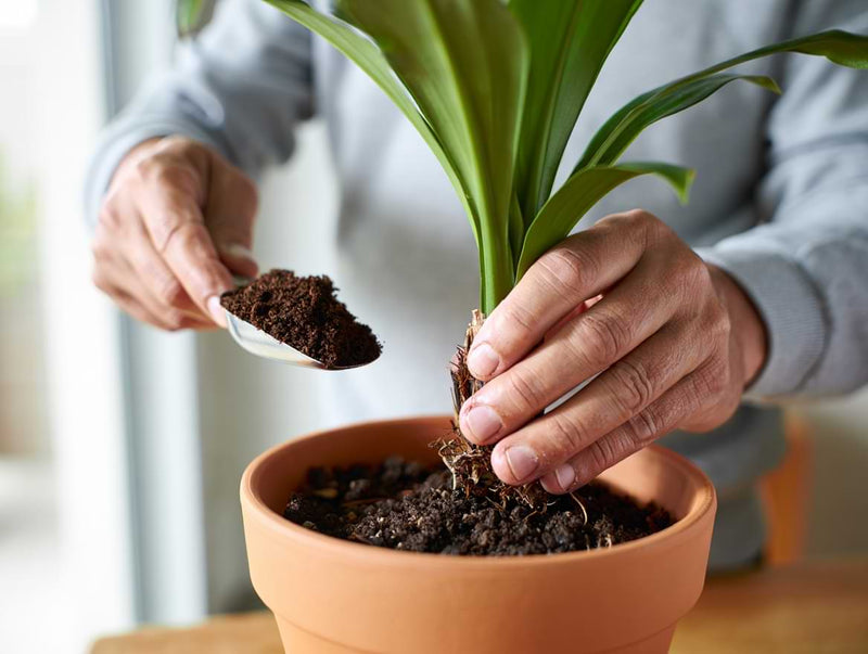 Plants Need to Be Repotted