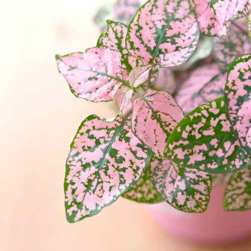 Exotic Angel plants are grown by Costa Farms and are known for their quality. Exotic Angel takes great care to ship only healthy plants!