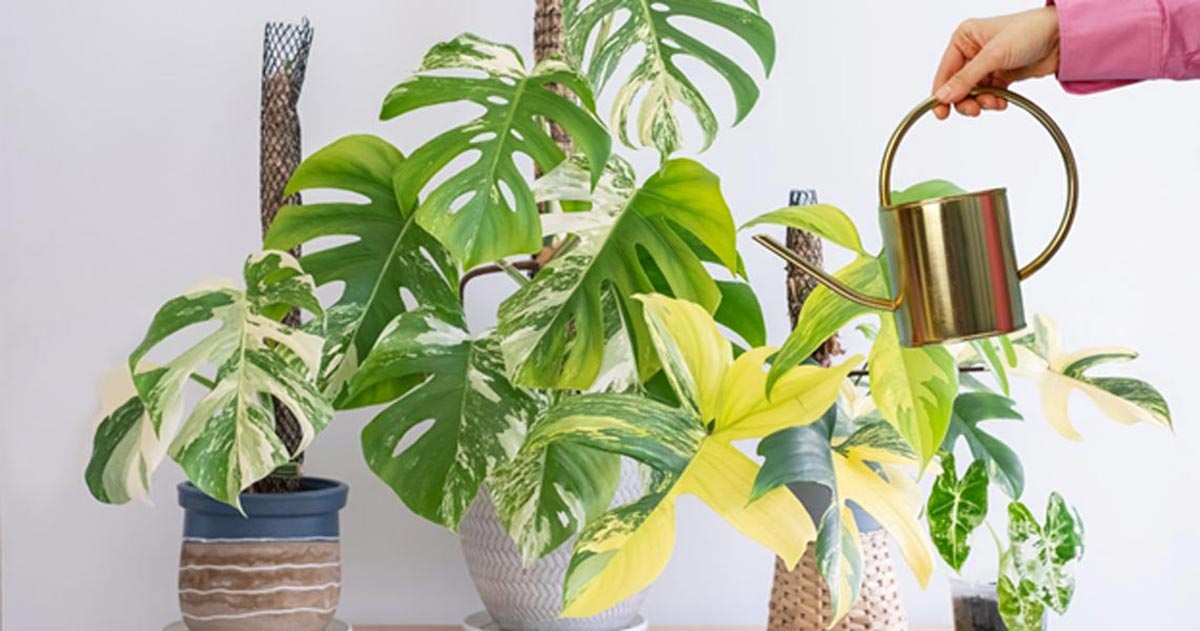 Should I Give My Variegated Monstera Silica?  Houseplant Resource Center