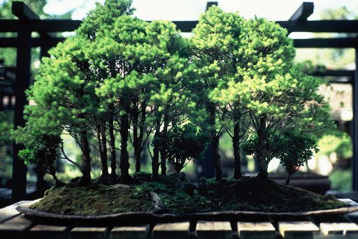 The Best Bonsai Tree Benefits for Your Body and Soul  Houseplant Resource  Center