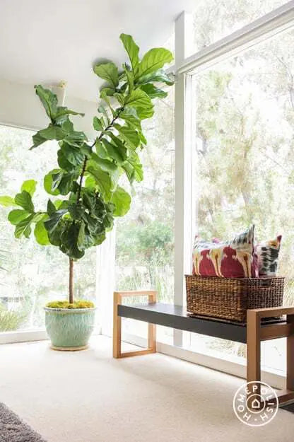 indoor ivy plants for sale English Ivy For Sale (Hedera helix) main image 0