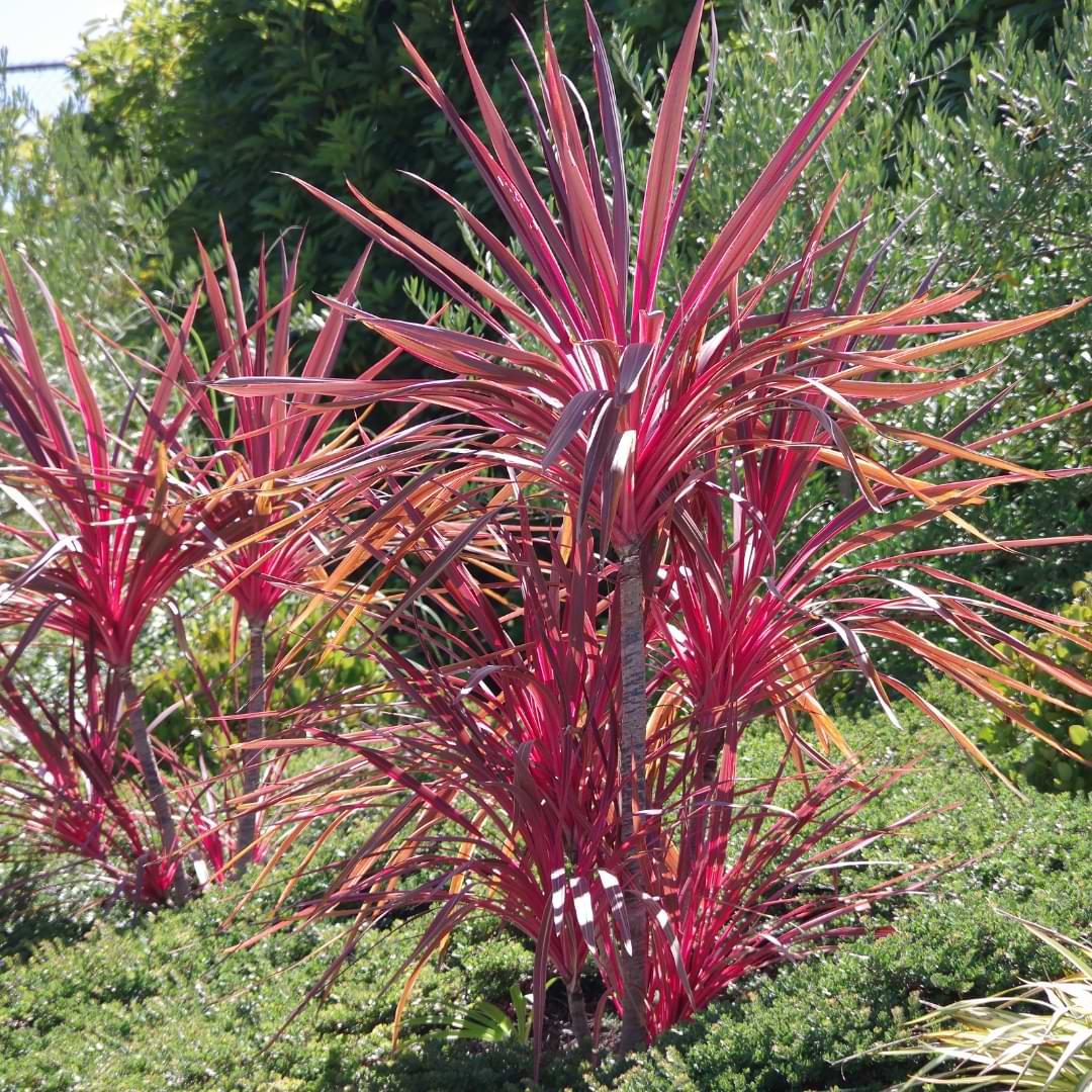 Types Of Dracaena Plants | Indoor & Outdoor Varieties  Houseplant Resource  Center