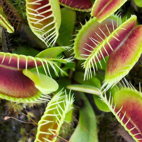 Venus Flytrap Light, Soil, and Feeding Tips