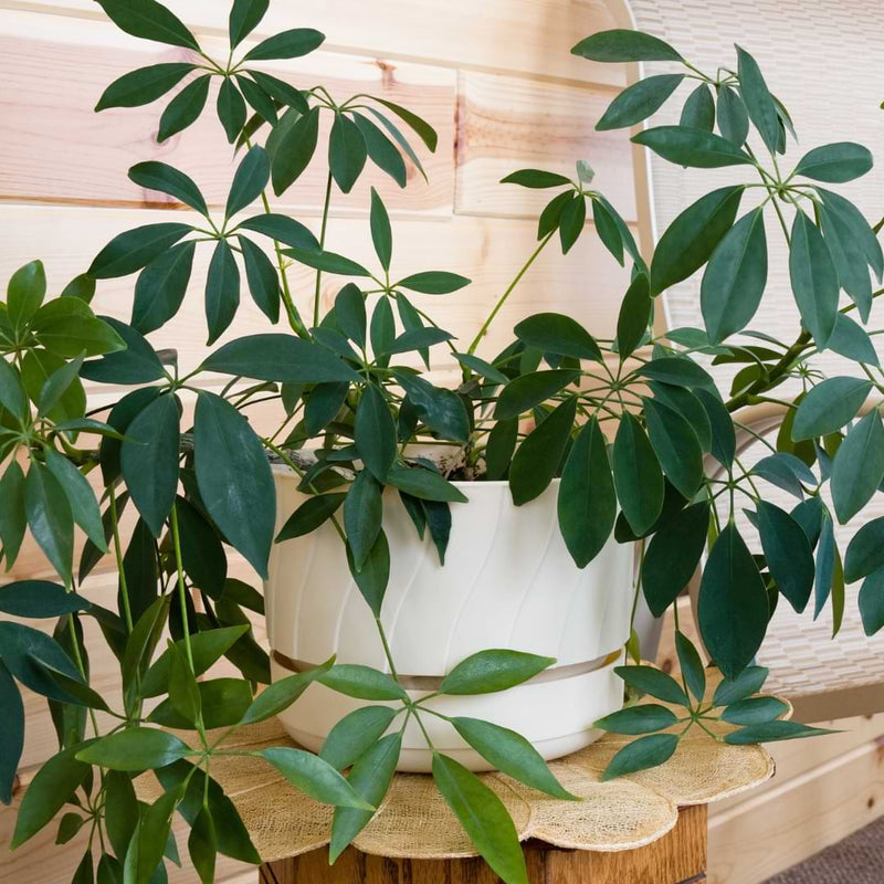 What does a plant need to survive and grow? Keeping plants alive isn’t intuitive. The good news is gardening is a very learnable skill.