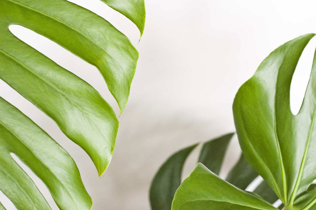 What's Wrong With My Monstera? Monstera Leaf Troubleshooting  Houseplant  Resource Center