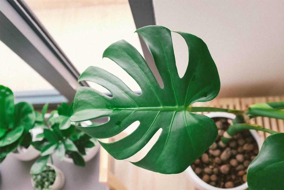 philodendron melanochrysum preis Philodendron melanochrysum (Pot Size 12cm) Black-gold Philodendron