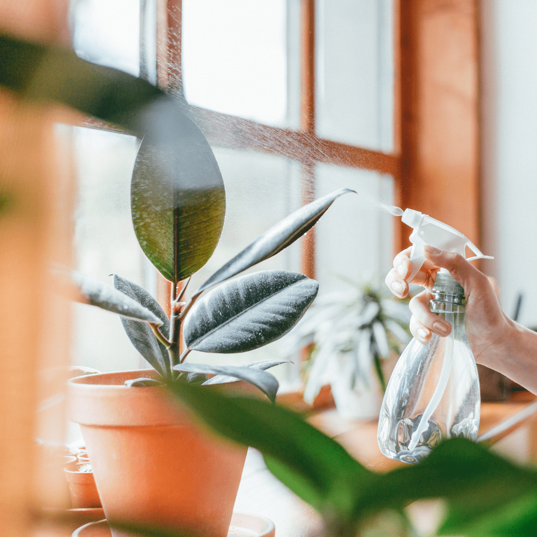 When and How to Mist Plants to Improve Humidity | HRC  Houseplant Resource  Center