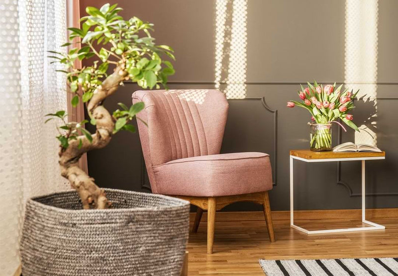 The Ultimate Bonsai Plant FAQ Cheat Sheet