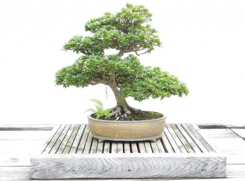 How to Grow Bonsai: The Ultimate Reading List