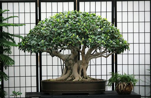 How to Pick the Right Location for Your Bonsai to Grow  Houseplant  Resource Center
